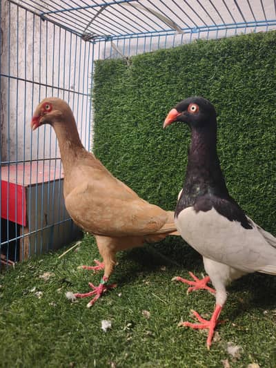 top quality birds barider pair location Lahore cargo avlibalb