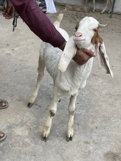 Gulabi bakra for sale