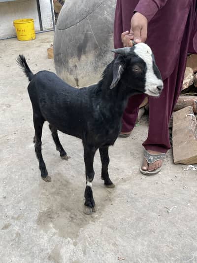 Gulabi bakra for sale