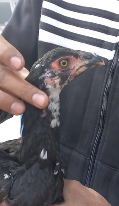 Shamo parrot beak Thai cross