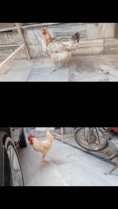 pure white murga or murgi