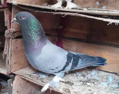 Fancy Pigeons Different Types