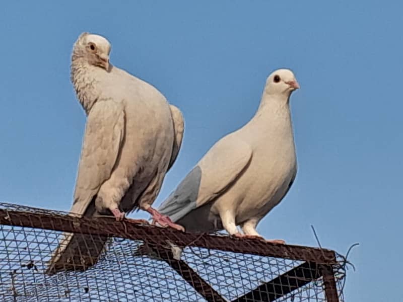 Fancy Pigeons Different Types 1
