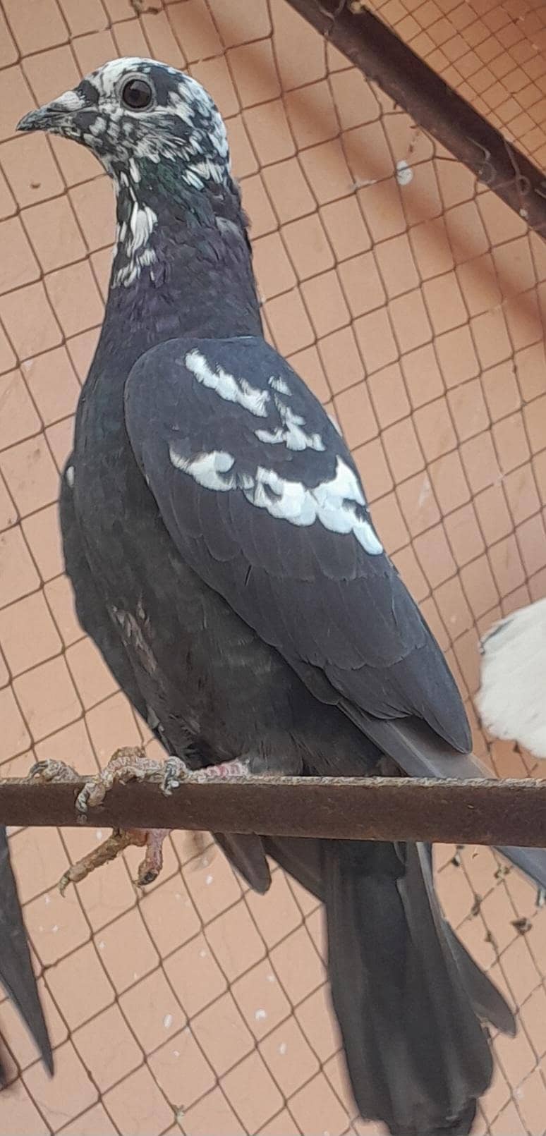 Fancy Pigeons Different Types 2