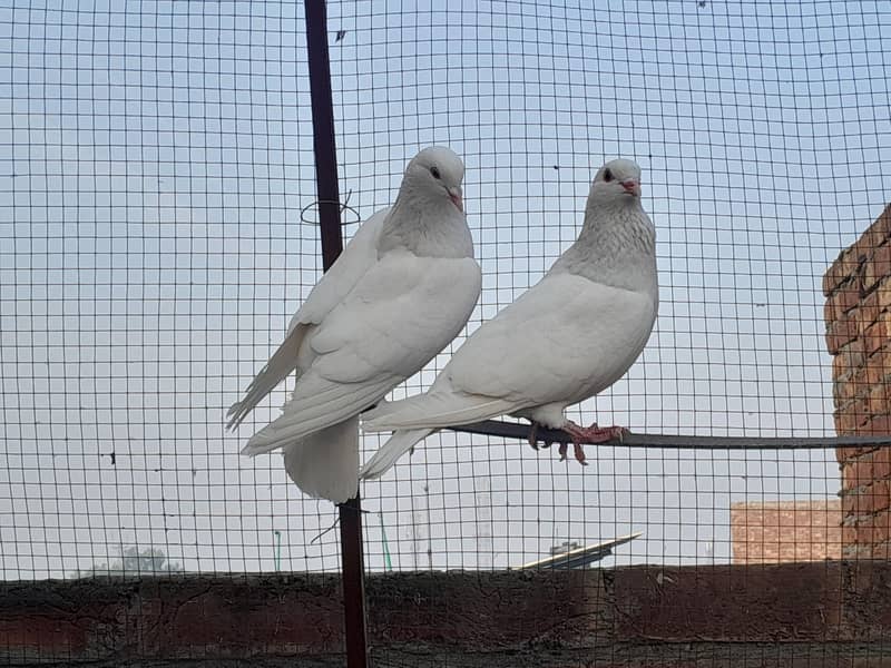 Fancy Pigeons Different Types 3