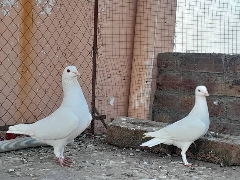 Fancy Pigeons Different Types 4