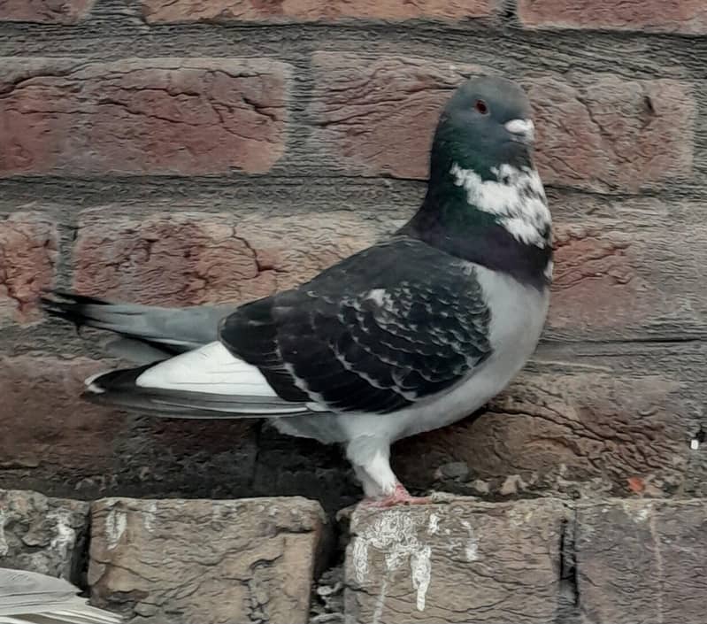 Fancy Pigeons Different Types 5