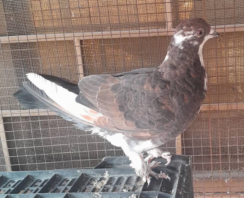 Fancy Pigeons Different Types 6