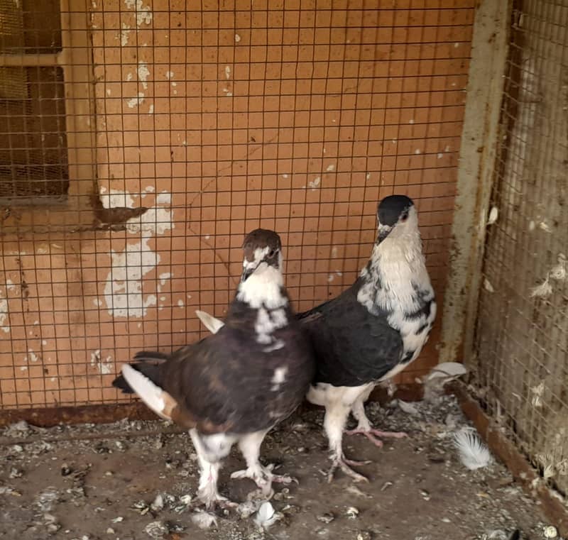 Fancy Pigeons Different Types 7