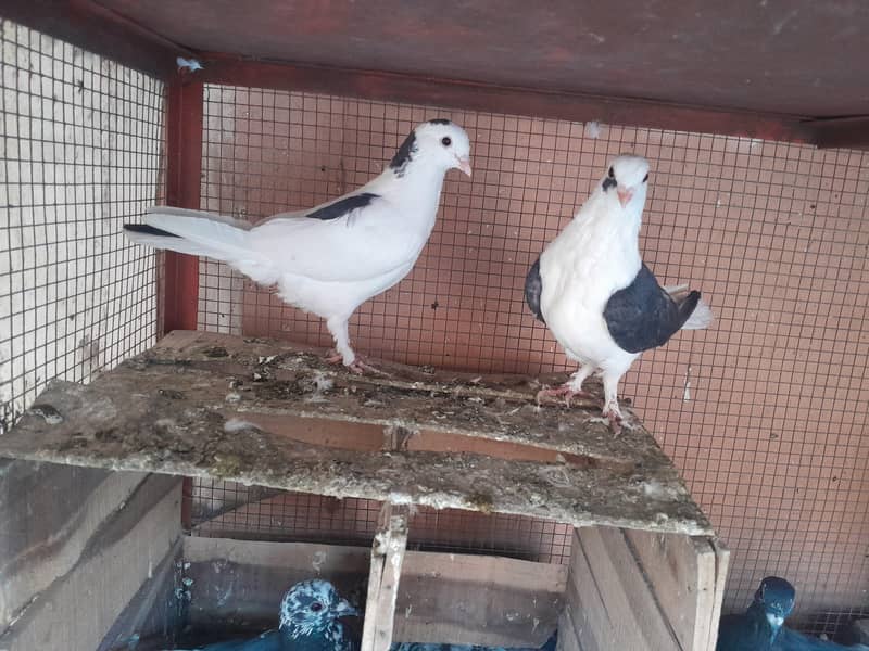 Fancy Pigeons Different Types 8