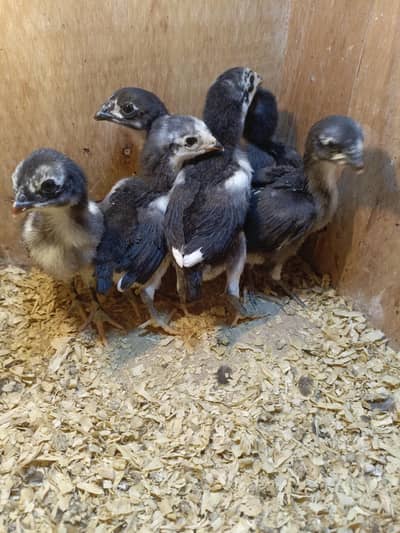 Thai chicks 03234264978 watsup