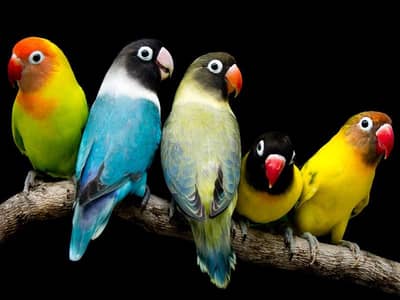 love bird colouny for sale