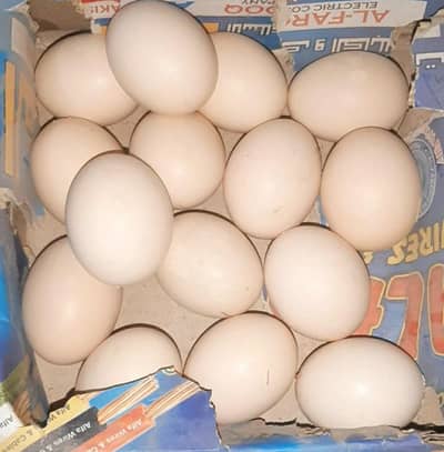 Shamo Aseel Eggs for sale