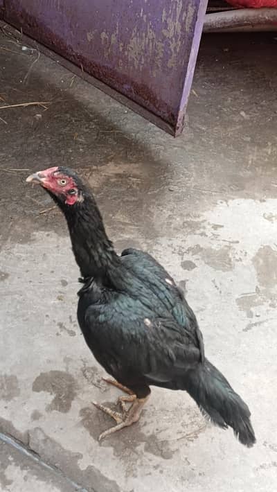 black mushki aseel female and lohman brown starter pathi available