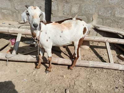 gabban bakri for sell 03132911237