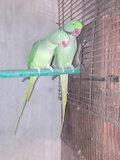 Raw parrot Breeder pair Healthy and active Pair 1 sa 2 bar breede ke h