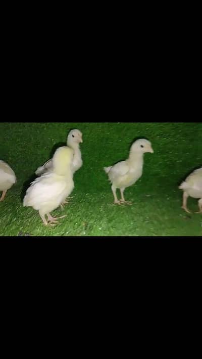 white ko shamo black silky chicks available