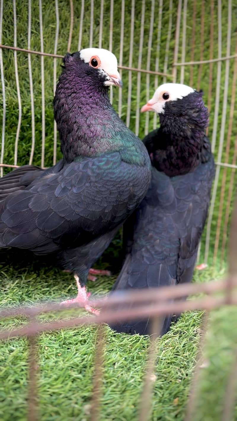 Mukhi pair topclass 1