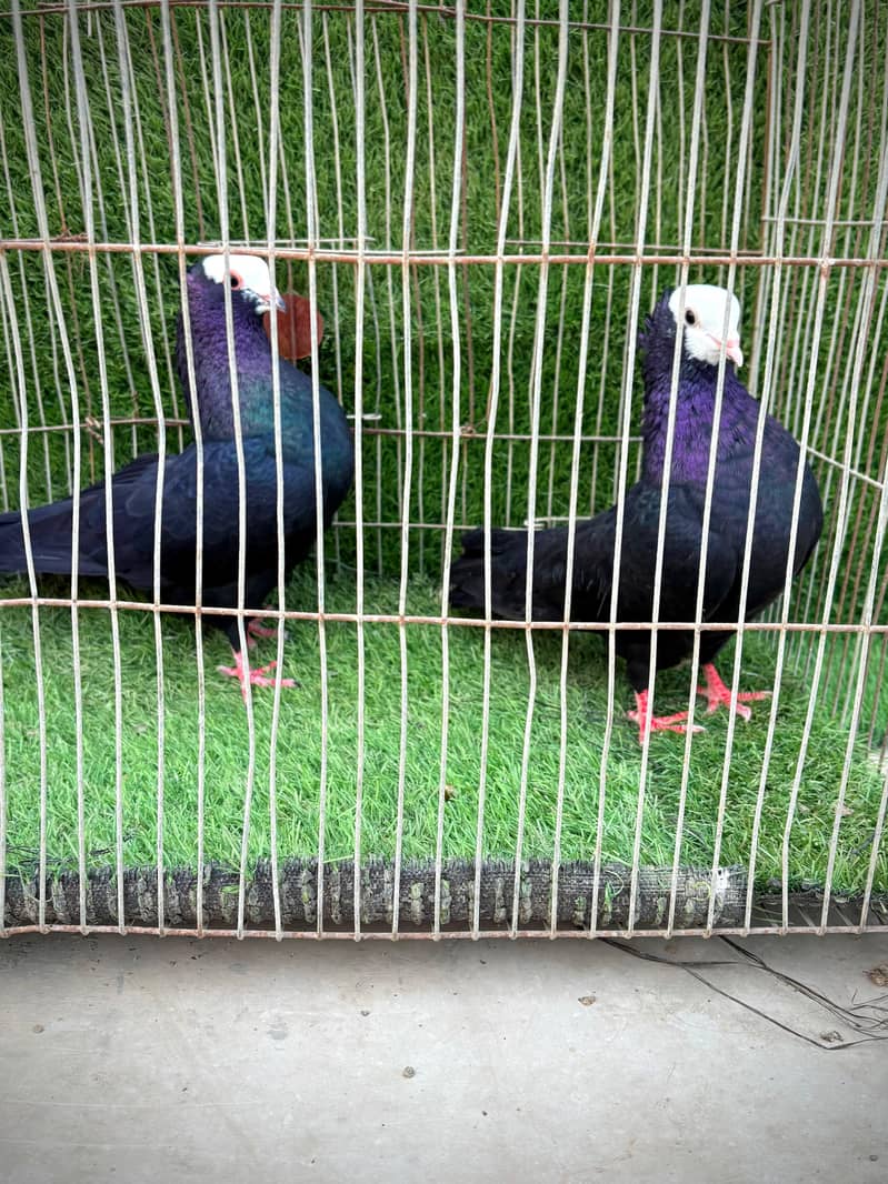 Mukhi pair topclass 2