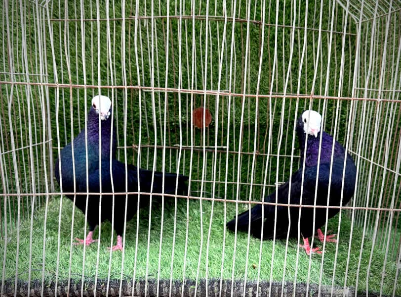 Mukhi pair topclass 3