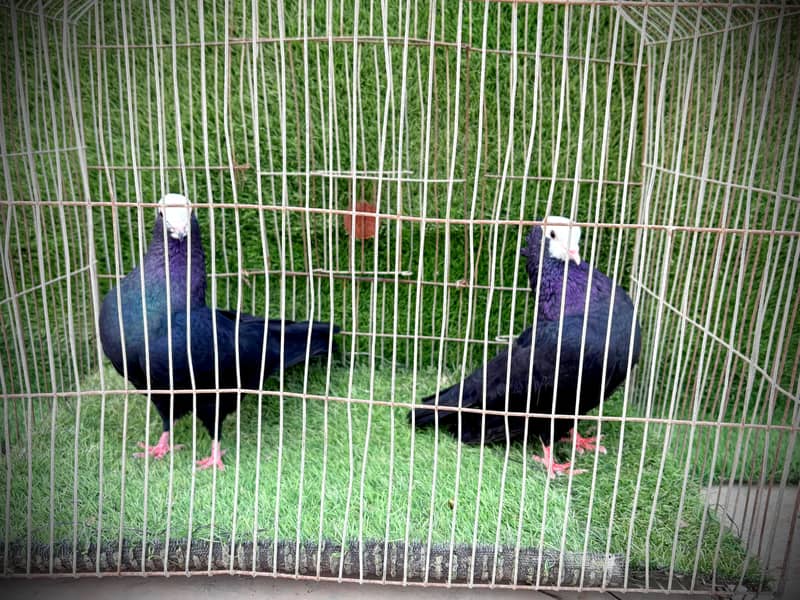 Mukhi pair topclass 4