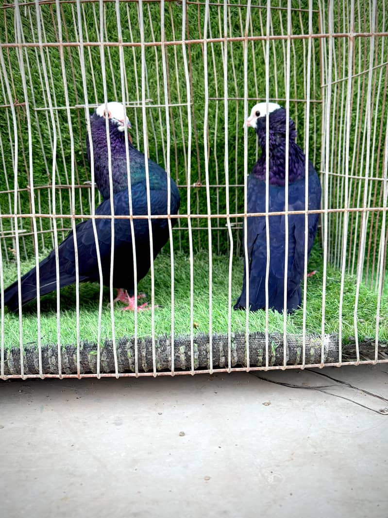 Mukhi pair topclass 5
