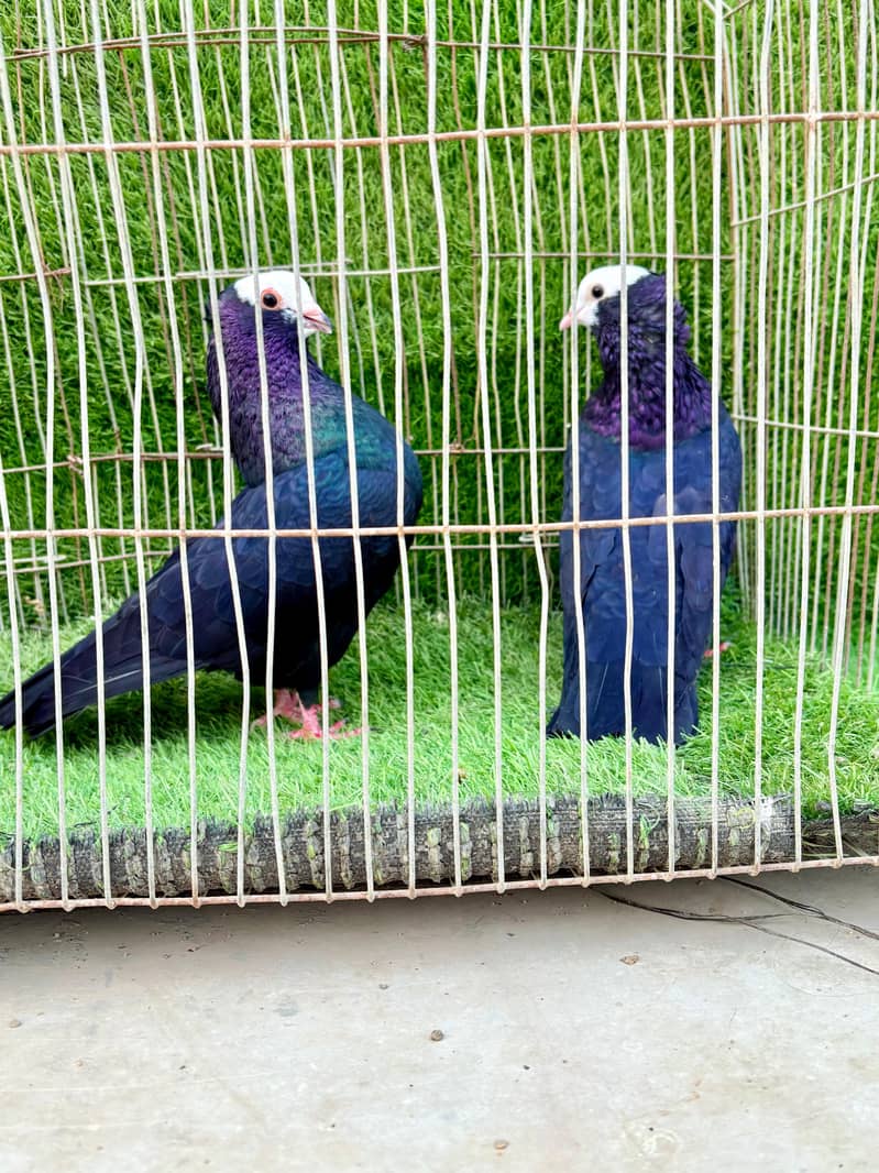 Mukhi pair topclass 6