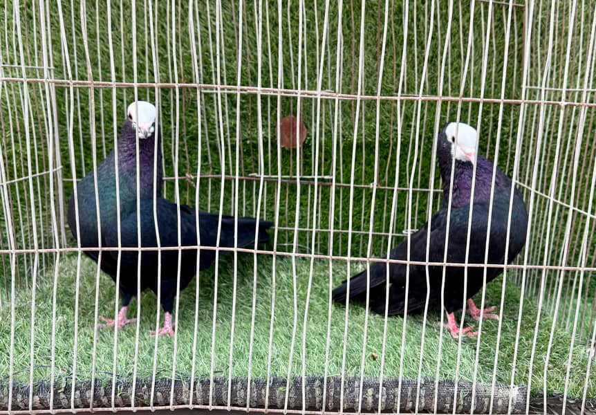 Mukhi pair topclass 7