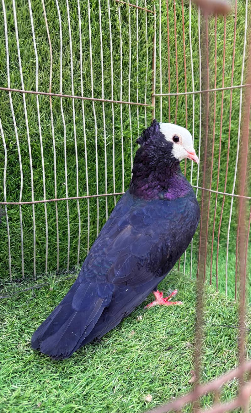 Mukhi pair topclass 8