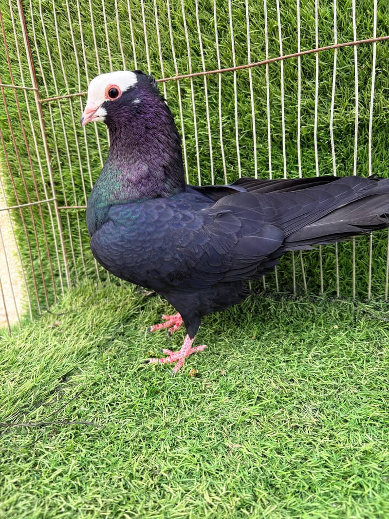 Mukhi pair topclass 9