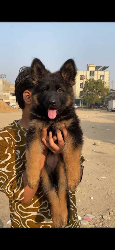 German shepherd pedigree long coat show class female