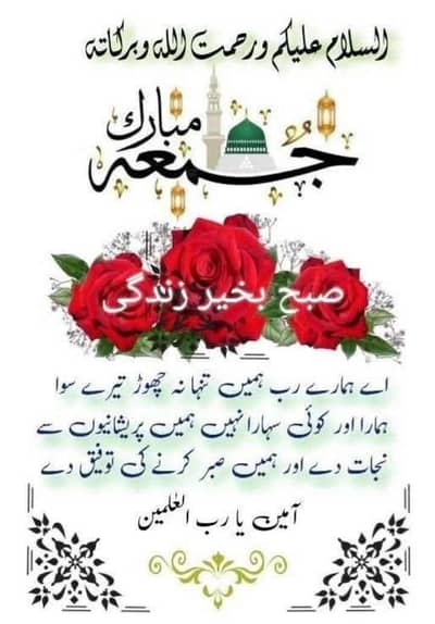 aslamo alaikum Kisi bhi ka pass cheenia murgia ha to jaldi rabta Karen