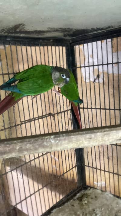 green cheek conure into yellow sider