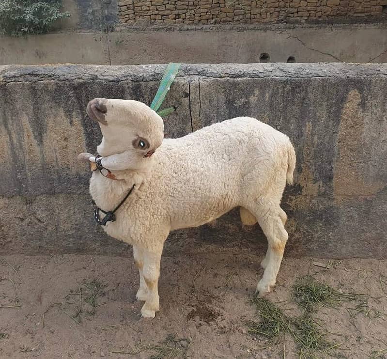 sheep (9months) 1