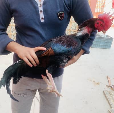 I am selling my birds