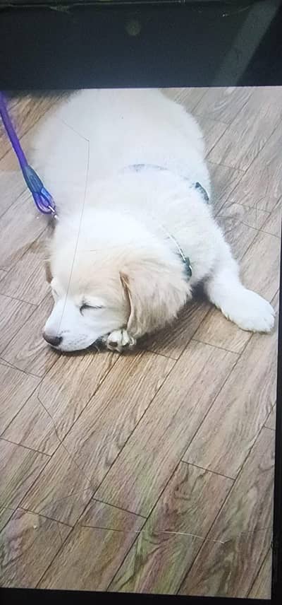 Golden Retrieve cross bread with Labrador