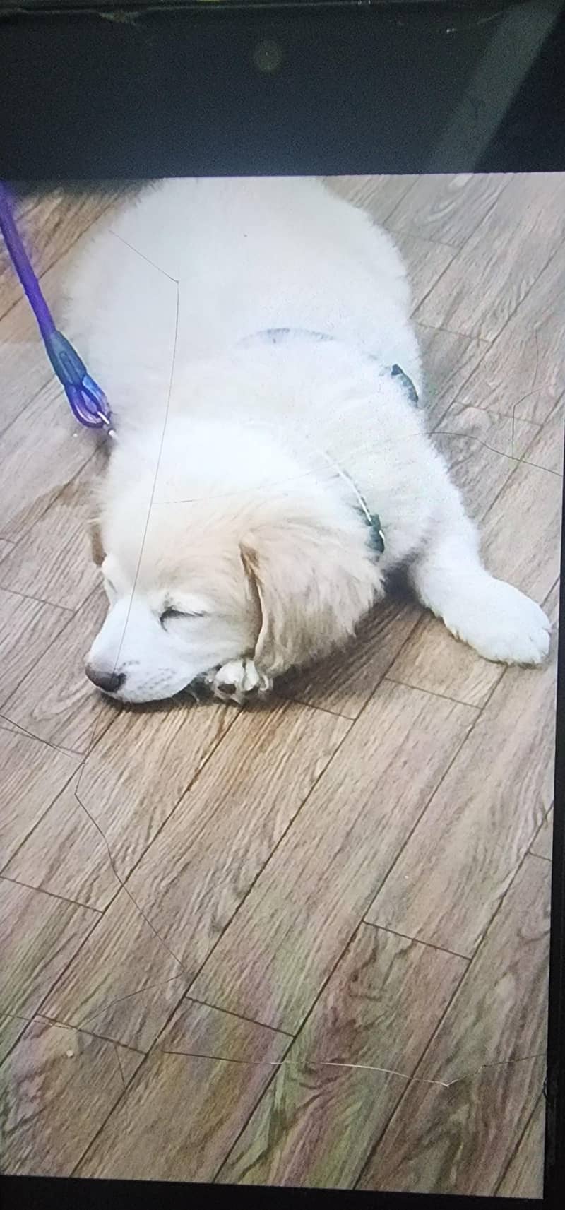 Golden Retrieve cross bread with Labrador 0