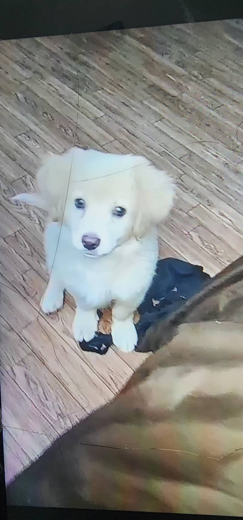 Golden Retrieve cross bread with Labrador 1