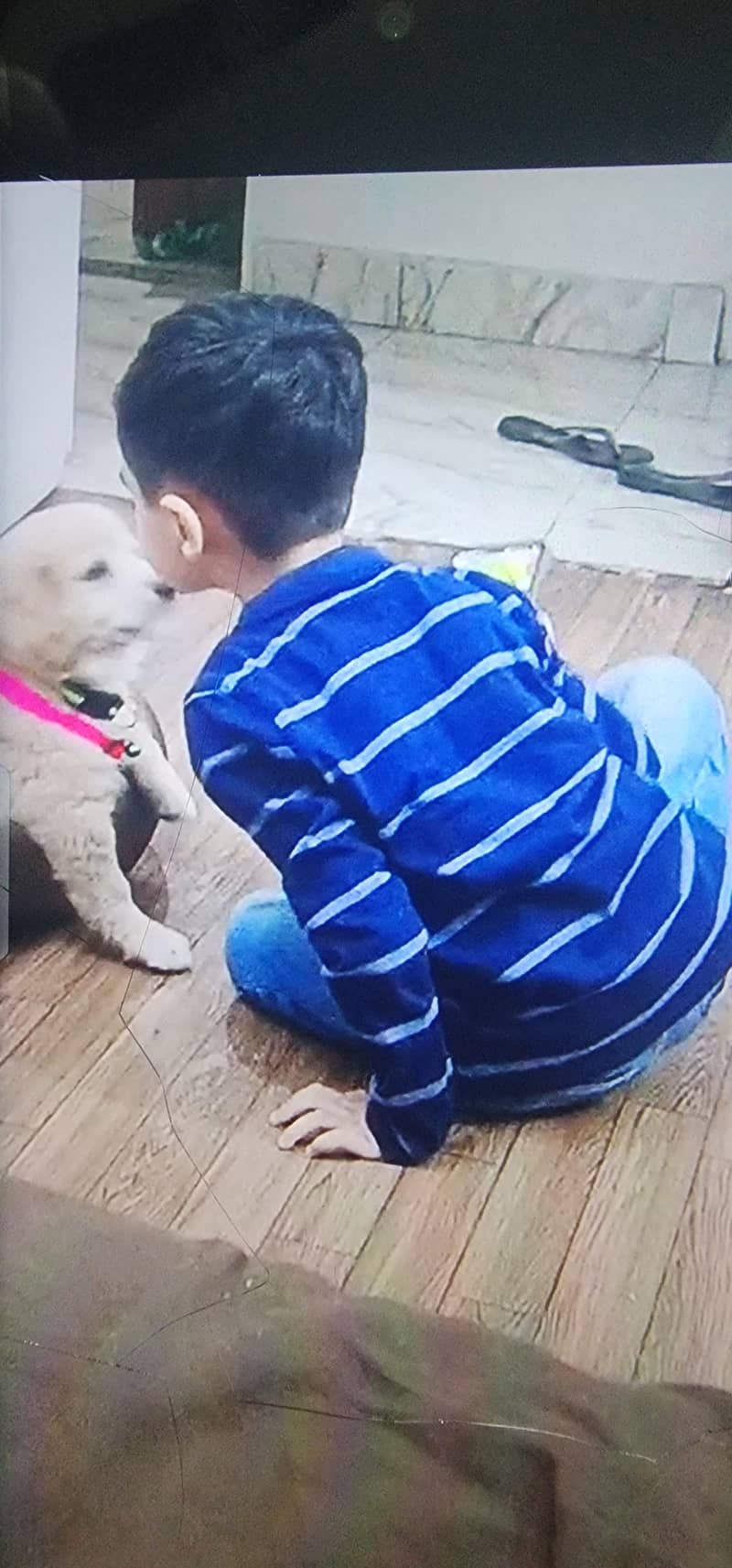 Golden Retrieve cross bread with Labrador 2