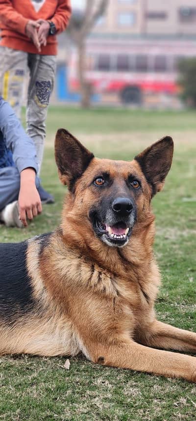 German shepherd | German shepher female | long coat Dog | GSD for sale