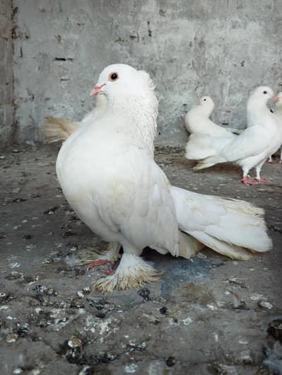 Pure white lucky 03094196420