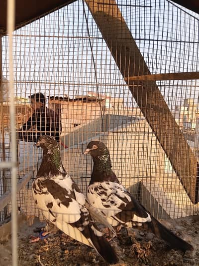 Rampuri breeder pair for sell . . .