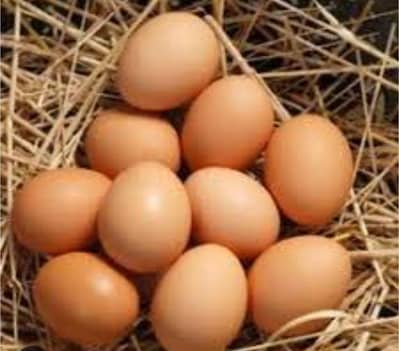Australorp/ Australop Fertile eggs