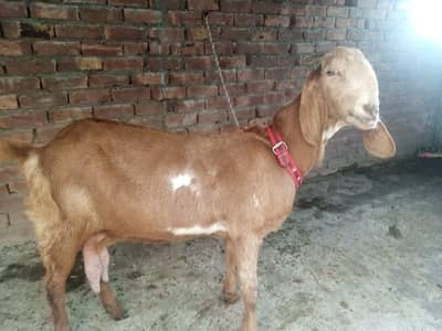Goat / Brown Bakri / goat / بکری / Healthy Goats / Bakra