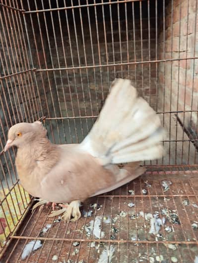 Brown and Black tail lucky  03094196420