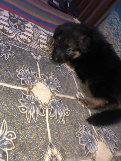 Gsd double code puppies