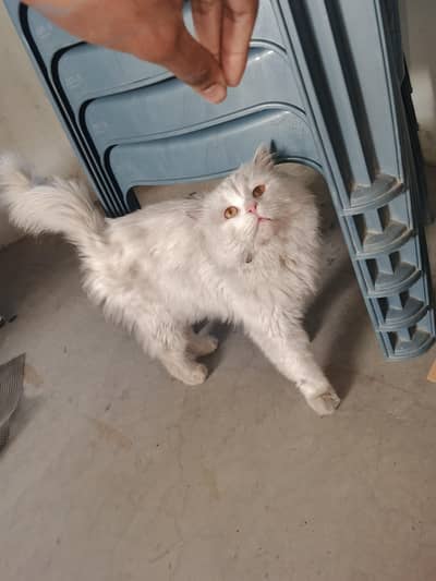 male cat for sale argent