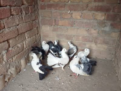 lucky piegons pairs 03094196420