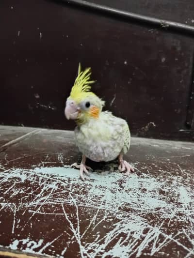 cocktail chicks available