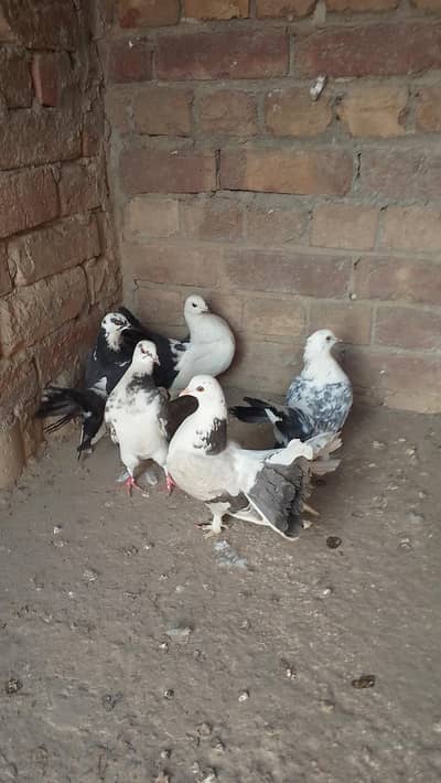 Lucky piegons pair  03094196420